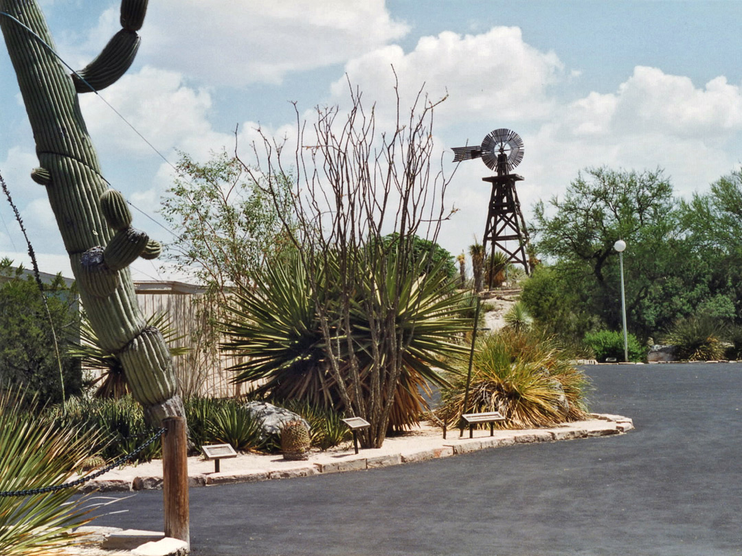 Cactus garden and the water tower