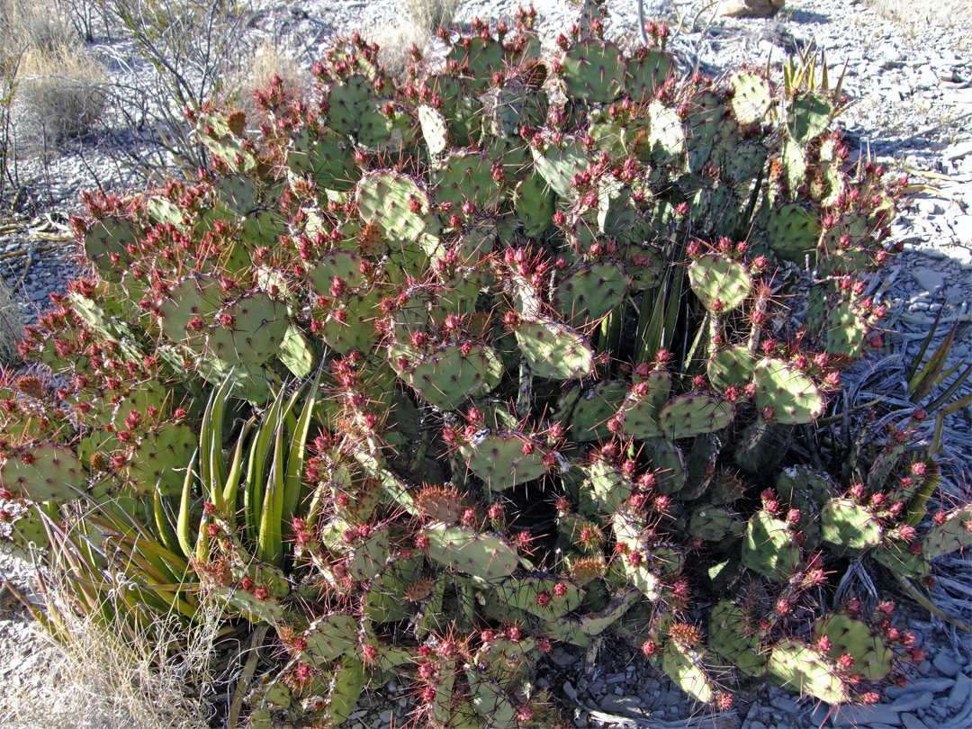 Opuntia spinosibacca