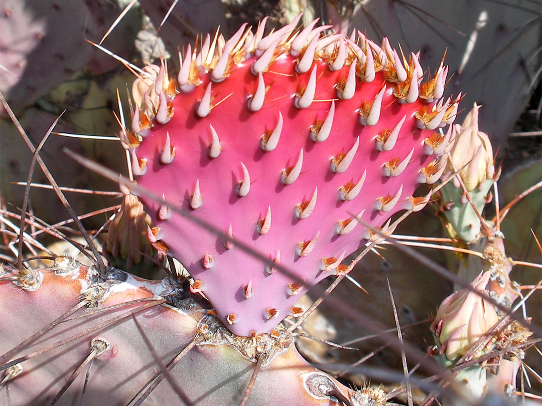 Young opuntia pad