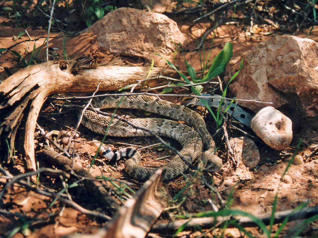 Western diamondback rattlesnake