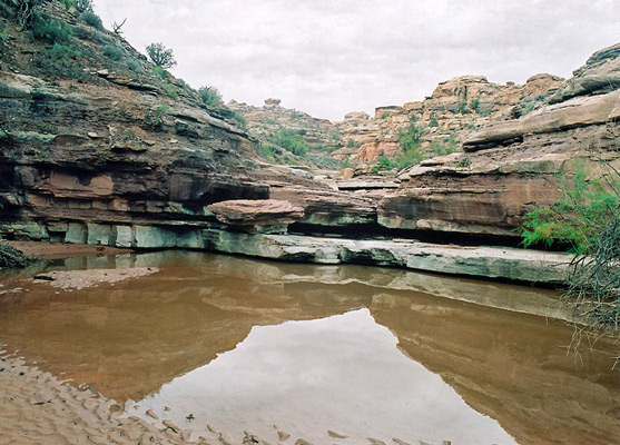 Muddy pool in Elephant Canyon