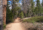Bristlecone Trail