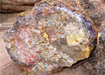 Petrified Forest and Sleeping Rainbows Trails