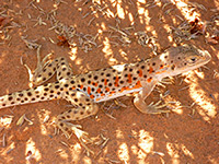 Leopard lizard