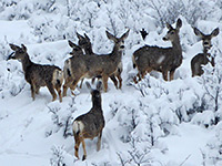Group of deer
