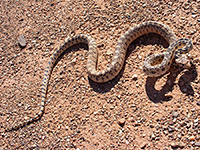 Gopher snake