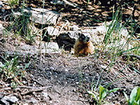 A marmot