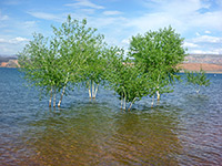 Aspen trees in the water