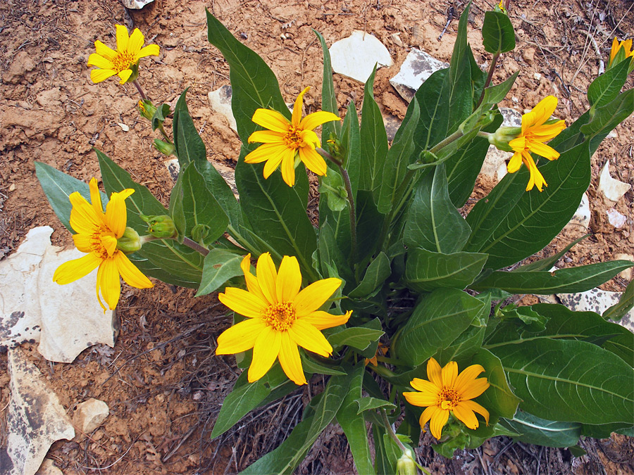 Mule's Ears; Yellow flowers and big green leaves - wyethia x magna along the East Rim Trail, Zion National Park, Utah