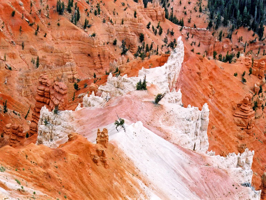 Pinkish-white ridge