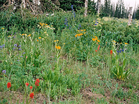 Photographs of Cedar Breaks National Monument