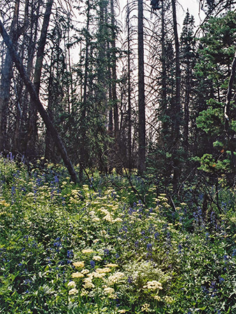Photographs of Cedar Breaks National Monument