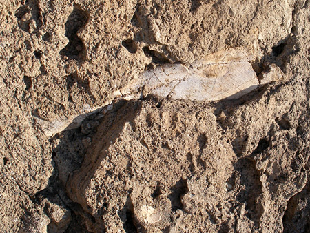 Dinosaur leg bone