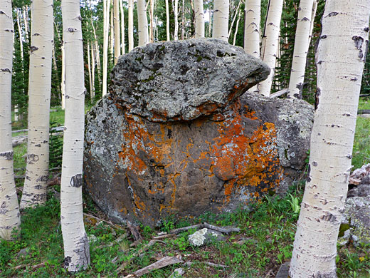 Orange lichen on a boulder, north of Divide Lake
