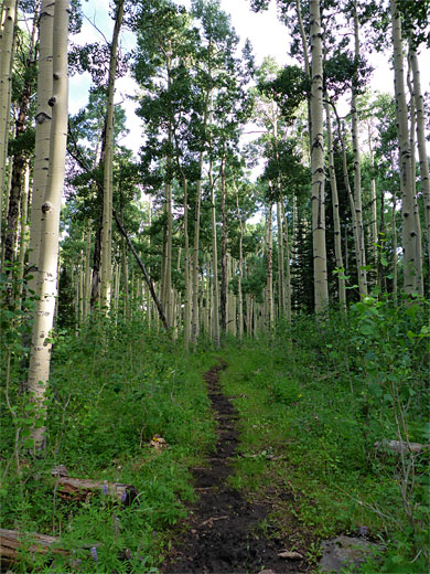 Woodland path, north of Divide Lake