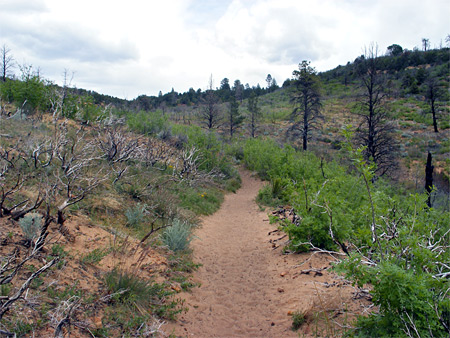 Photographs of Zion National Park