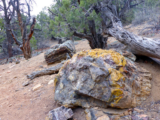 Petrified logs and juniper trees