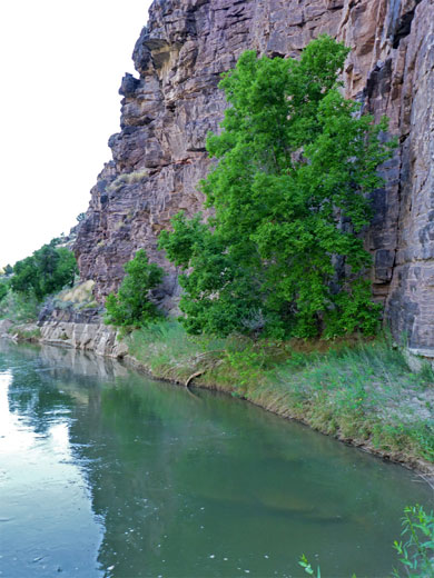 Trees by the Green River