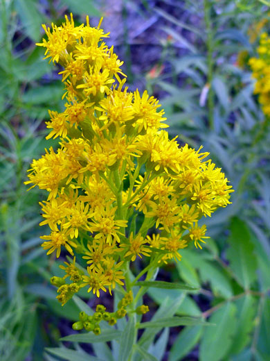 Broom-Like Ragwort; Yellow flower cluster of broom-like ragwort (senecio spartioides), in Death Hollow, near Escalante, Utah