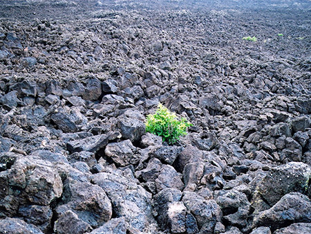 Photographs of Dixie National Forest