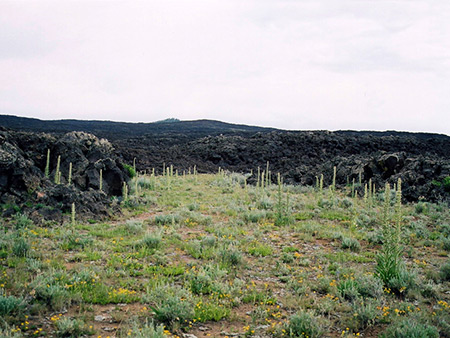 Photographs of Dixie National Forest