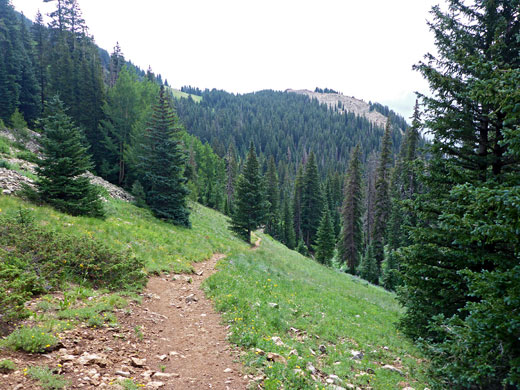 Straight trail, up the valley southeast of Burro Pass