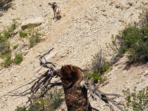 Bighorn sheep on the slopes above Mystery Canyon