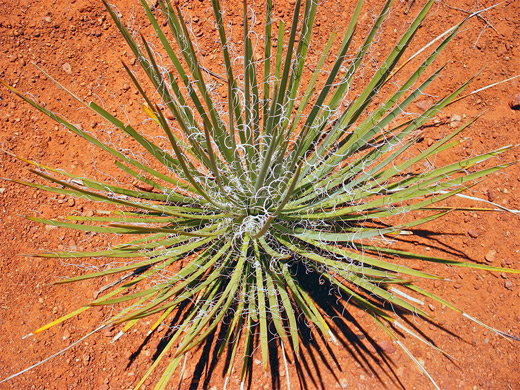 Narrow leaf yucca; yucca angustissima