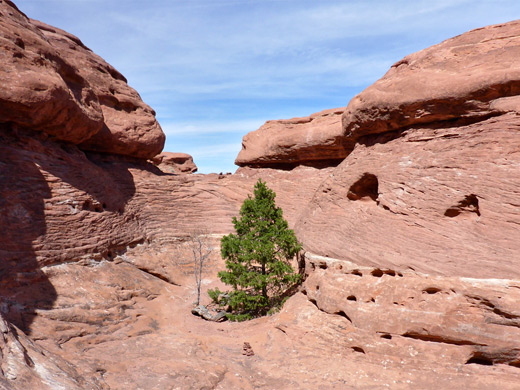 Lone tree in a red rock bowl
