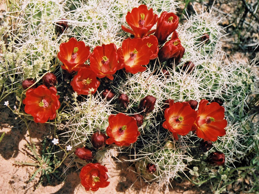 Echinocereus flowers