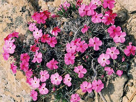Photographs of Zion National Park