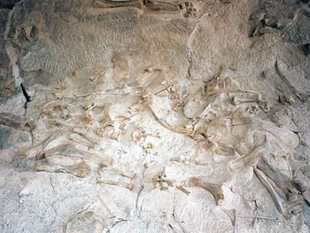 Photographs of Dinosaur National Monument