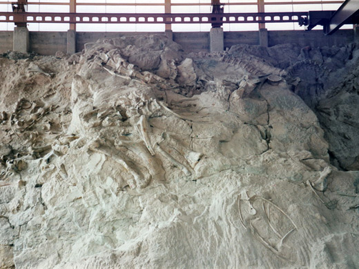 Fossil bones in the Dinosaur Quarry