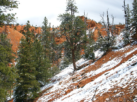 Photographs of Red Canyon