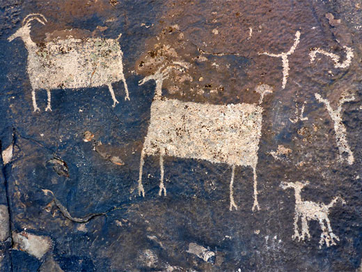 Bighorn sheep petroglyphs