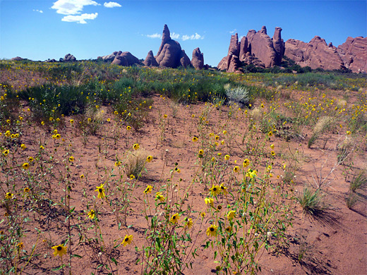 Sunflowers between Broken Arch and Sand Dune Arch