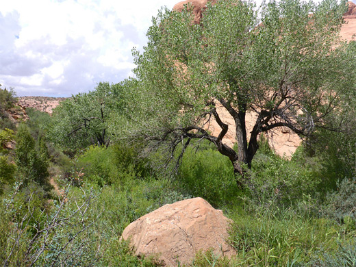 Overgrown canyon - Syncline Valley, near the spring