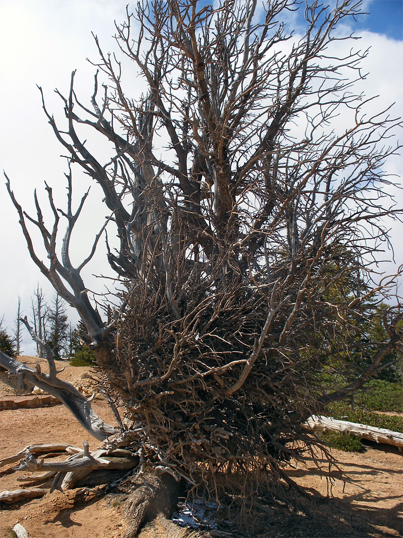 Bristlecone pine tree