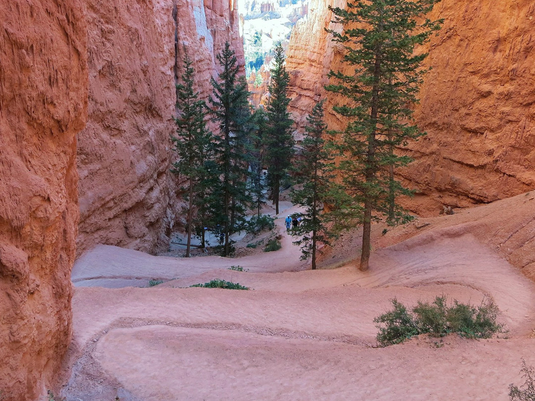 Shady section of the trail