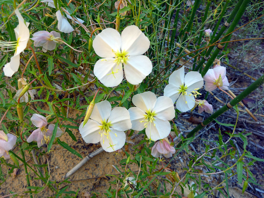 Flowers near a stream