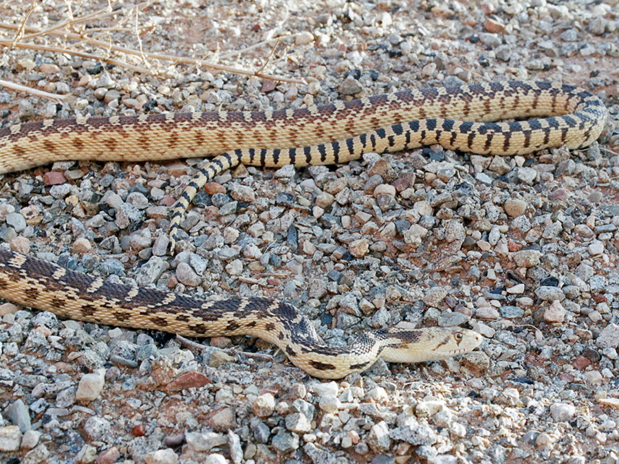 Great Basin gopher snake - head and tail
