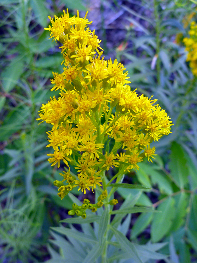 Yellow flower cluster