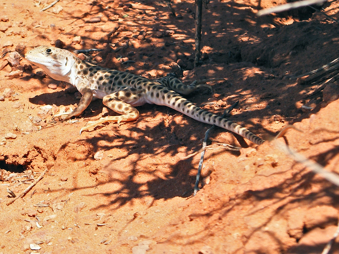 Pale leopard lizard