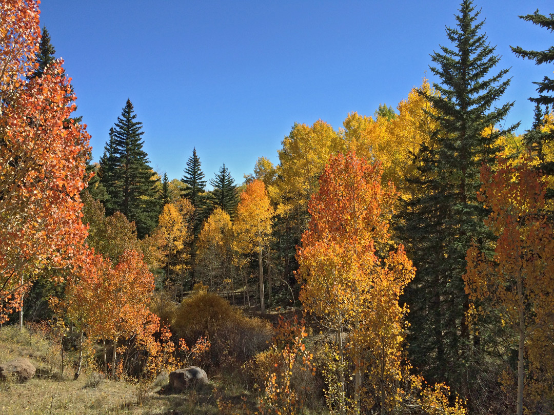 Aspen near Oak Creek