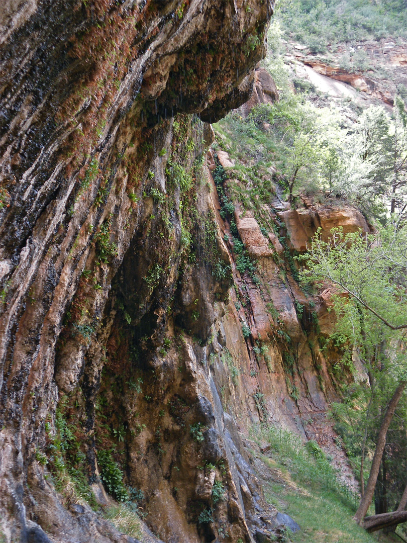 http://www.americansouthwest.net/utah/photographs700/weeping-cliff4.jpg