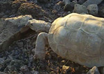 Video of Desert tortoise