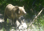 Video of a bear along the Avalanche Peak Trail