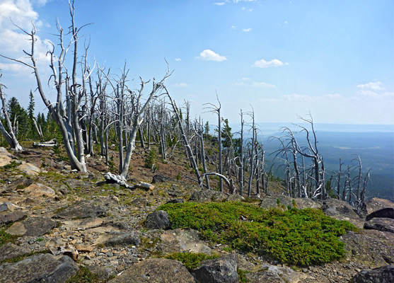 Ancient, wind-swept trees on the summit of Observation Peak