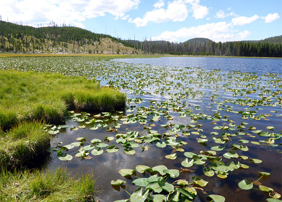 Lily pads along the south edge of Wolf Lake
