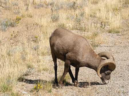 Big horn sheep by the road